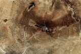 Polished Petrified Wood (Araucaria) Round - Madagascar #358036-1